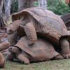 giant-tortoise-4986487_640